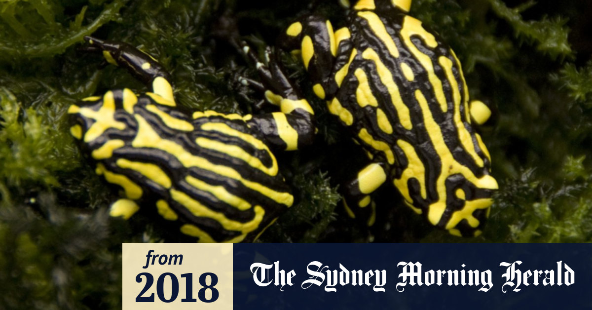 'Hey frog!' Taronga Zoo weighs in to help species back from the brink